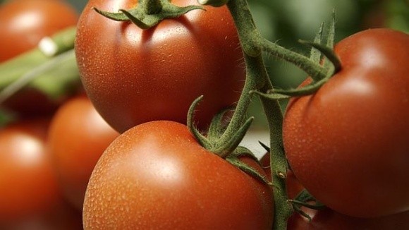 Виробникам довелось знизити ціни на помідори фото, ілюстрація