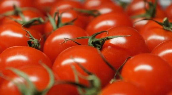 Тепличний томат дорожчає другий тиждень поспіль фото, ілюстрація