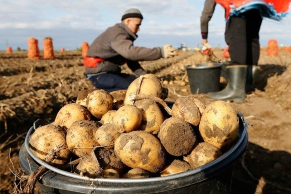 Аграрії Тернопольщини очікують зібрати рекордний урожай картоплі фото, ілюстрація