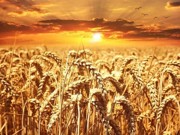 Селекціонери Австралії намагаються вивести термостійкі сорти пшениці фото, ілюстрація