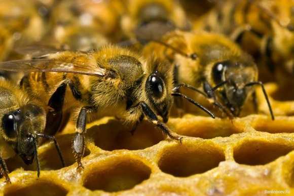 Селекционные пчелы повышают рентабельность пасек в разы фото, иллюстрация