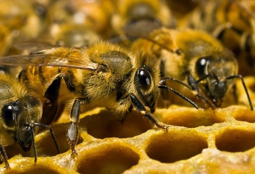 Вина за отруєння бджіл частково лежить на бджолярах, - посадовець фото, ілюстрація