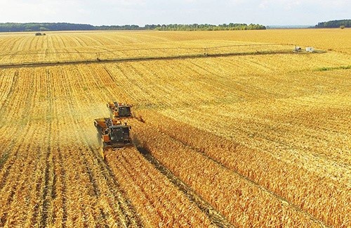 У Львівській області кукурудза обмолочена на половині прогнозованих площ фото, ілюстрація
