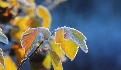 В Україні прогнозуються заморозки до -5 градусів фото, ілюстрація