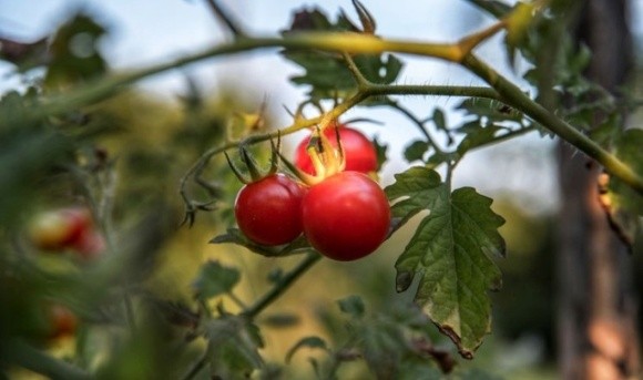  На органічній фермі томати вирощують під класичну музику фото, ілюстрація
