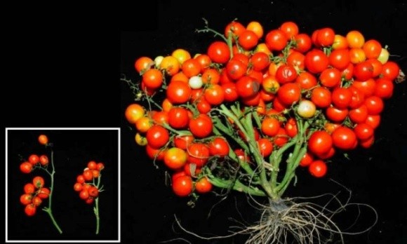 Виведено ГМ-томати, які можна вирощувати в космосі фото, ілюстрація