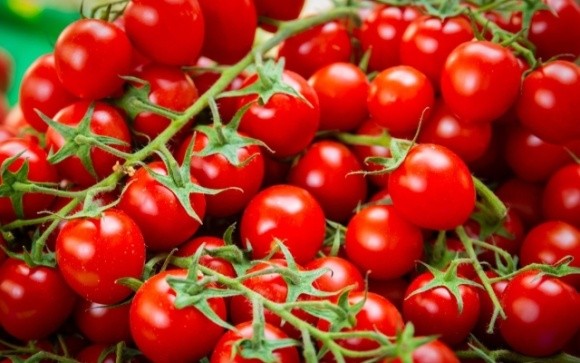 У Колумбії працюють над селекцією томатів із високим вмістом антиоксидантів фото, ілюстрація