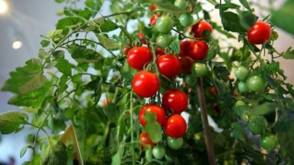В Іспанії зареєстрований органічний інсектицид для боротьби з томатною мінуючою міллю  фото, ілюстрація