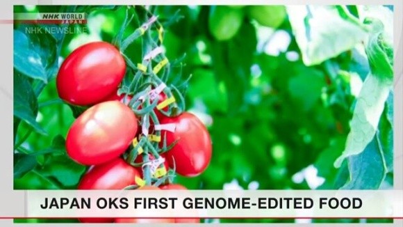 В Японії вперше схвалили продаж генномодифікованих томатів фото, ілюстрація