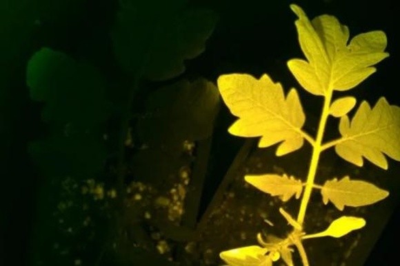 Вчені генетично модифікували рослини так, що ті починають світитися, якщо їм потрібна допомога  фото, ілюстрація