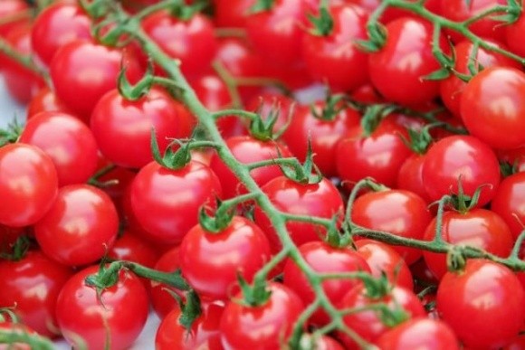 KWS придбала селекційну компанію з виробництва насіння томатів фото, ілюстрація