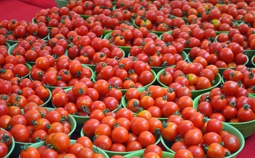 Фітосанітарні інспектори у турецьких помідорах виявили карантинний організм, – вантаж не пропустили фото, ілюстрація