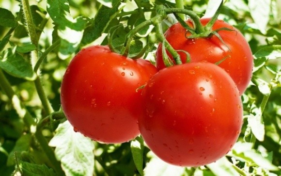 Японці вивели генетично відредаговані помідори для лікування гіпертонії фото, ілюстрація