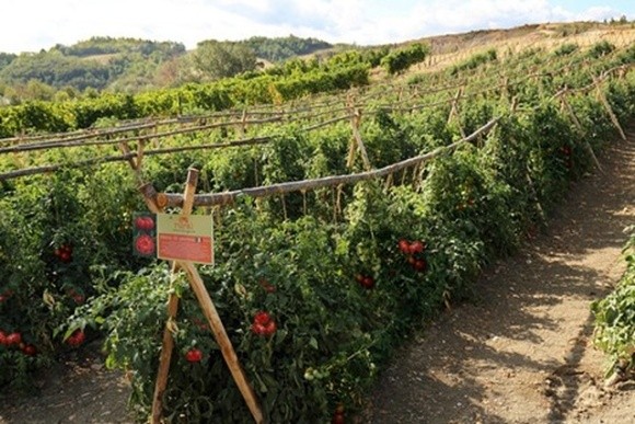 Пармські фермери відродили старовинний сорт томату з плодами по 1,2 кг фото, ілюстрація