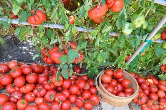 Сорти томатів найбільш затребувані у фермерів у 2021 році  фото, ілюстрація
