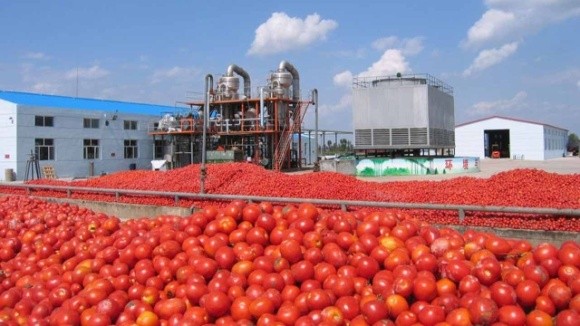 Україна займає шосте місце в світі за обсягом переробки томатів  фото, ілюстрація