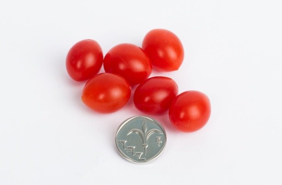 В Ізраїлі виростили найменші помідори в світі фото, ілюстрація