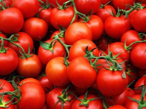 Україна ризикує втратити експортні ринки томатів через карантинних шкідників, – думка фото, ілюстрація