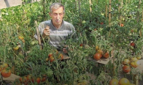 На Волині фермер проводить селекцію помідорів і збирає тонни врожаю фото, ілюстрація