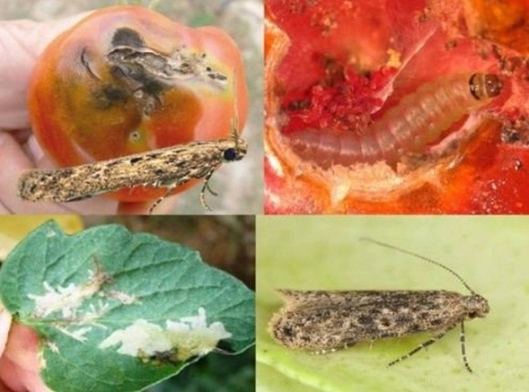В Хмельницкой области специалисты обнаружили опасный карантинный организм в томатах фото, иллюстрация