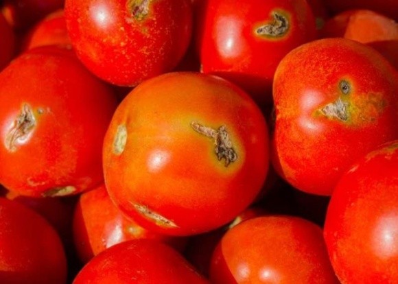 На Одещині від нашестя томатної молі постраждало 80% урожаю тепличних помідорів фото, ілюстрація
