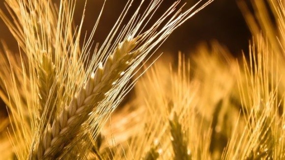 Світове споживання пшениці зростає, її запаси зменшуються  фото, ілюстрація