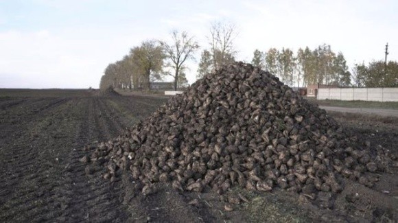 Через посуху на Вінниччині зменшилась врожайність цукрового буряку фото, ілюстрація