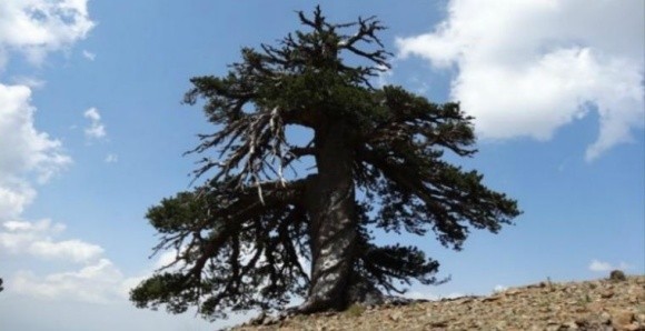 Дослідники знайшли найстаріше живе дерево (ФОТО) фото, ілюстрація