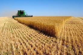 Одеська область першою серед областей України завершила збирання пшениці фото, ілюстрація