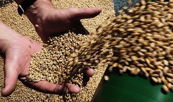 Трейдери намагаються штучно занижувати ціни на зерно, – аналітики фото, ілюстрація