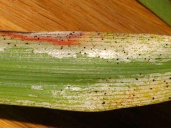 Агролайфхак: как определить наличие трипса на пшеничных полях фото, иллюстрация