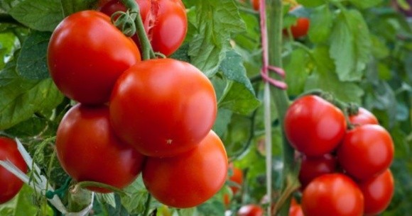 У першому півріччі Україна імпортувала з Туреччини томатів на понад $51 млн фото, ілюстрація