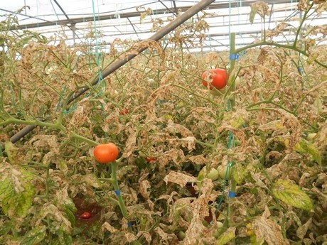Європейський консорціум створює біологічний метод боротьби з томатною мінуючою міллю Tuta absoluta фото, ілюстрація