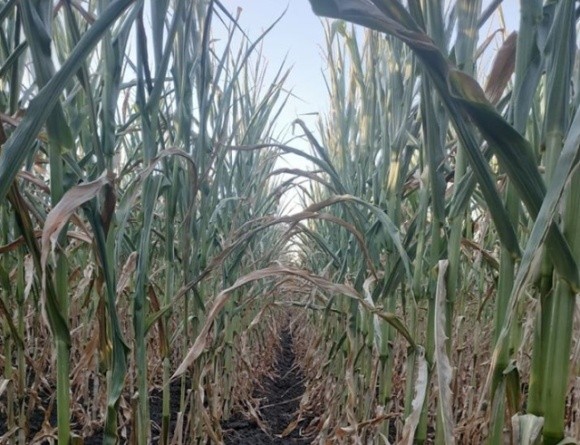 Кукурудза на Черкащині догоряє через спеку та посуху, — фермер фото, ілюстрація