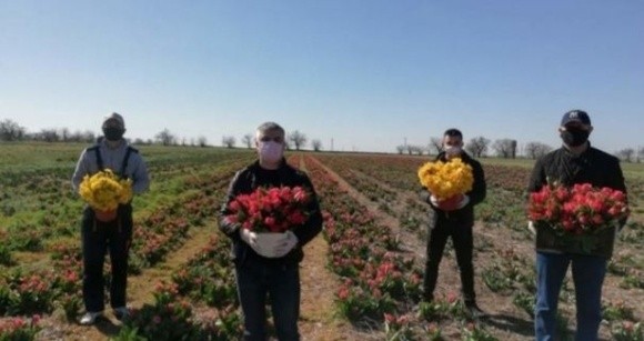 У Херсонській області фермер вирішив пожертвувати плантації тюльпанів медикам фото, ілюстрація