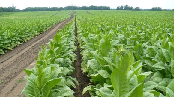 Сумський фермер почав вирощувати органічний тютюн, з якого виготовлятиме льодяники для боротьби із залежністю від куріння фото, ілюстрація