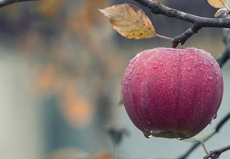 Заморозки можуть погіршити якість фруктів, - прогноз фото, ілюстрація