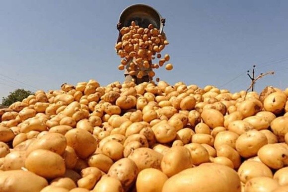 Ціна на картоплю в Україні вже опустилась нижче від рівня минулого року фото, ілюстрація