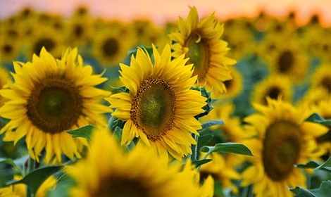 В Іспанії соняшник вирощують у двопільній сівозміні фото, ілюстрація