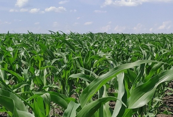 Важливість забезпеченості кукурудзи цинком у сезоні — 2020 фото, ілюстрація