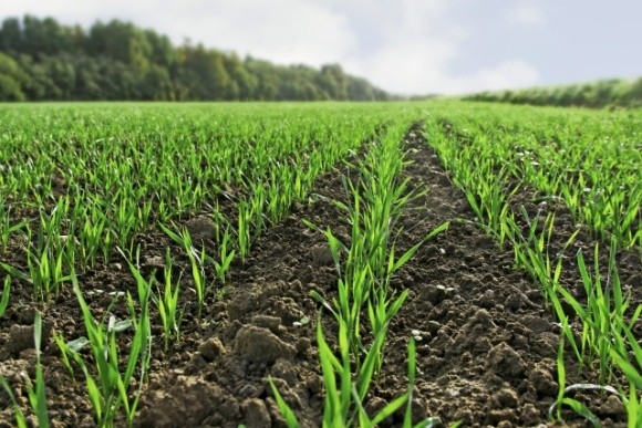  Осінній контроль бур’янів у посівах озимих зернових культур фото, ілюстрація