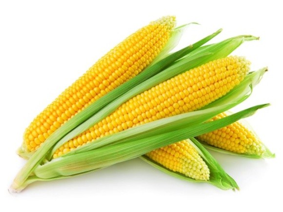 Як отримати щедрий врожай кукурудзи в агросезоні — 2021? фото, ілюстрація