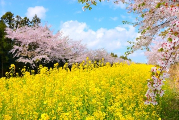 Інсектицидний захист посівів ріпаку озимого та садів під час цвітіння фото, ілюстрація