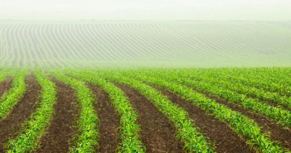 Уничтожаем двудольные сорняки и падалицу подсолнечника в посевах кукурузы фото, иллюстрация