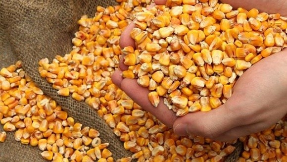 Українська кукурудза занадто дешева на світових ринках, – аналітики фото, ілюстрація