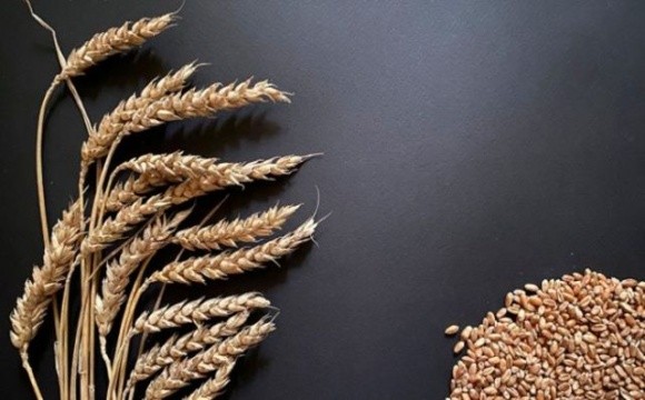 Єгипту потрібна українська пшениця фото, ілюстрація