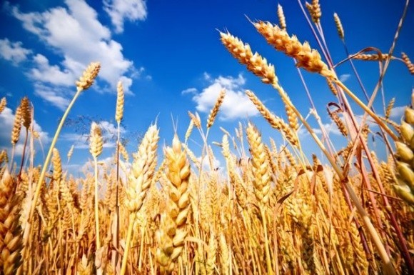 Країни Азії зацікавились українською пшеницею фото, ілюстрація
