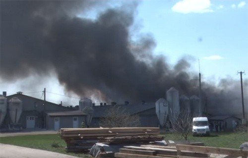 У Львівській області через пожежу загинуло півтисячі свиней фото, ілюстрація