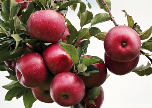 Ціни на яблука в Україні протягом травня зросли в 1.5-2 рази фото, ілюстрація