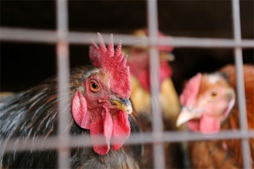 Україна увійшла до трійки найбільших експортерів курятини в ЄС фото, ілюстрація